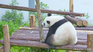 大熊猫肚子饿了舔树干4K实拍